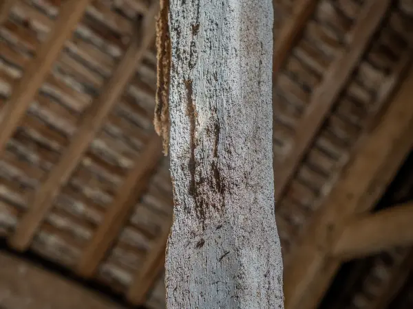 Ancien grenier aménageable : poteau de charpente sous la toiture.